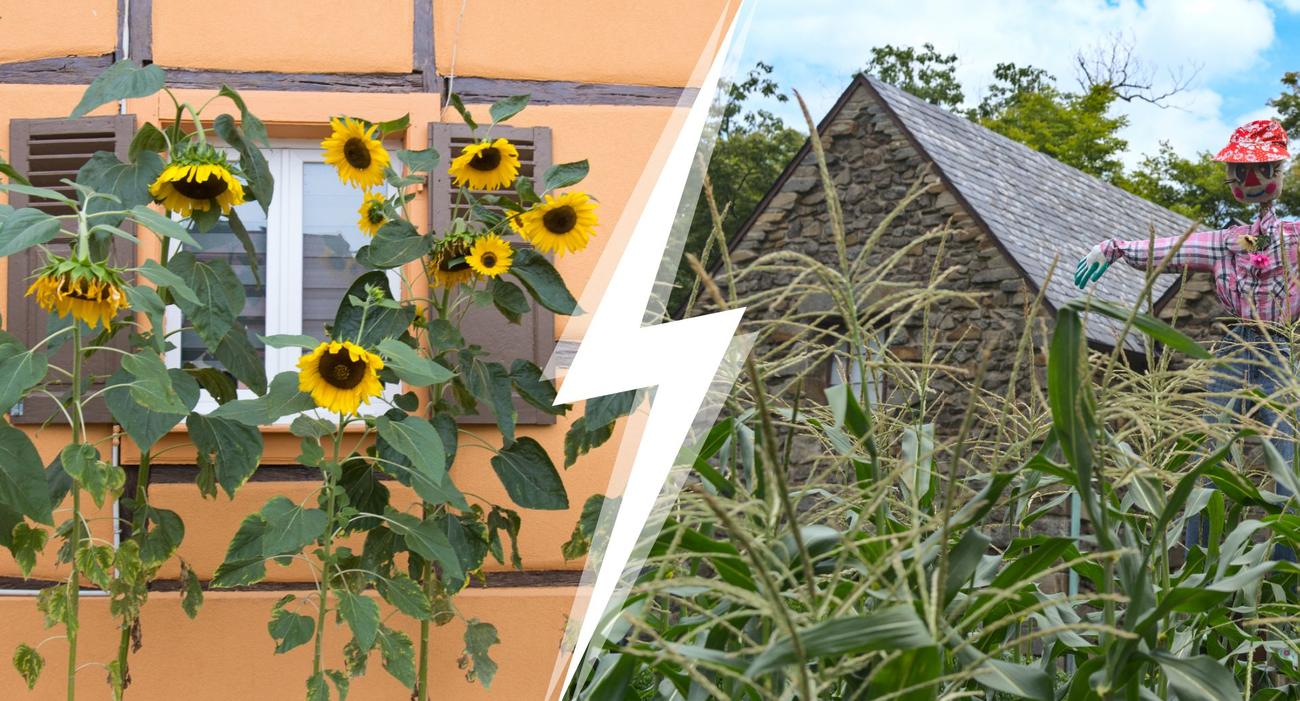 The copro prohibits its sunflowers in front of its accommodation?  He replaces them with corn